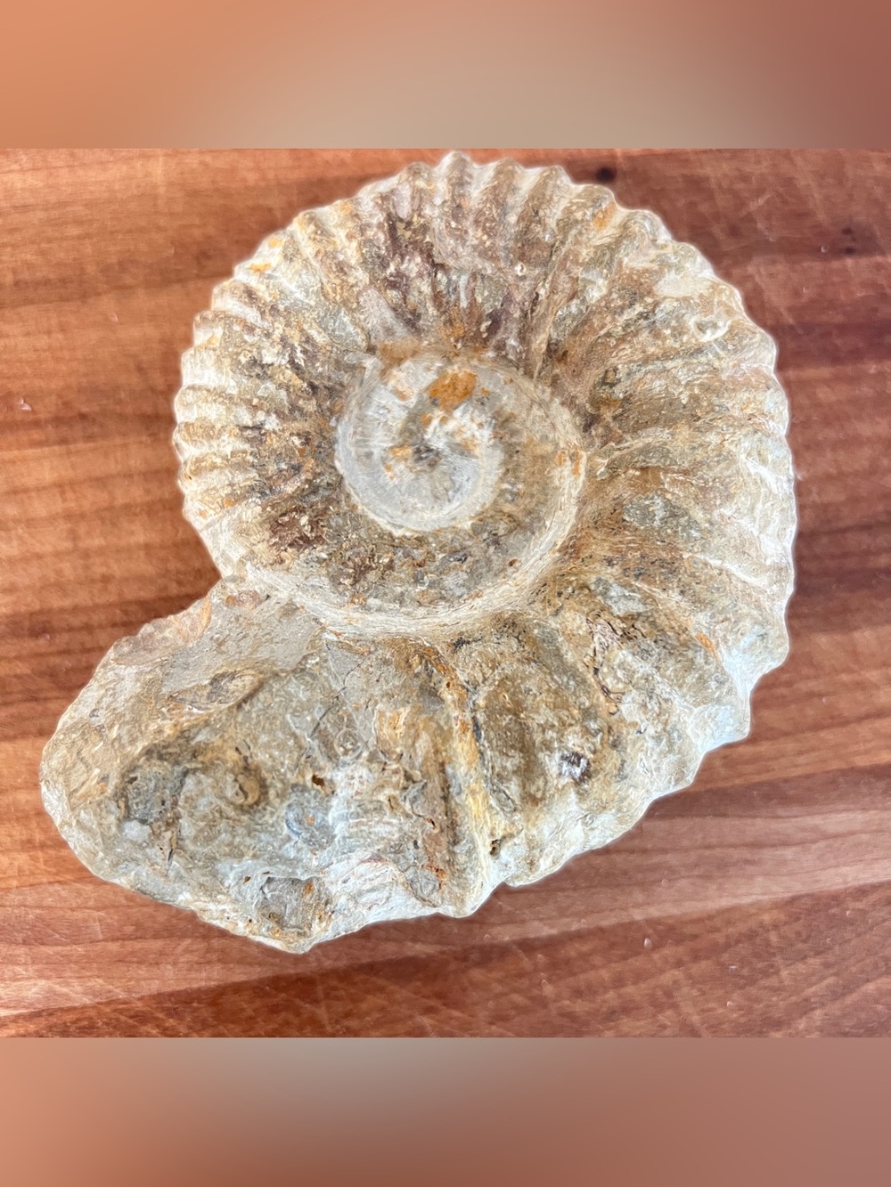 Large ammonite fossil specimen - 694g
